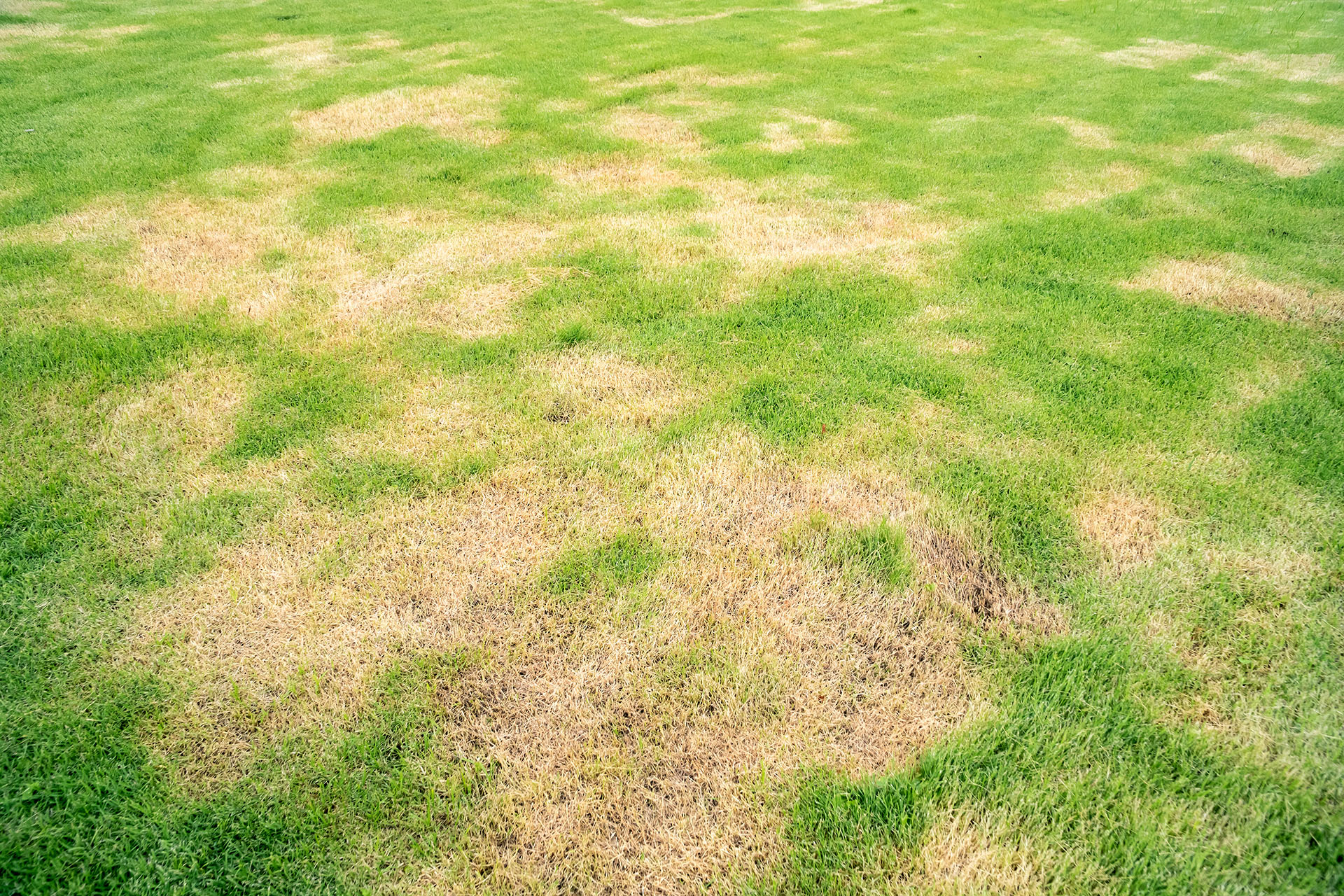 why-is-my-lawn-dying